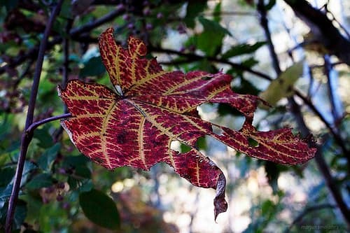 Flickr photo