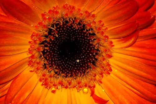 Flickr photo