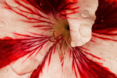 Flickr photo