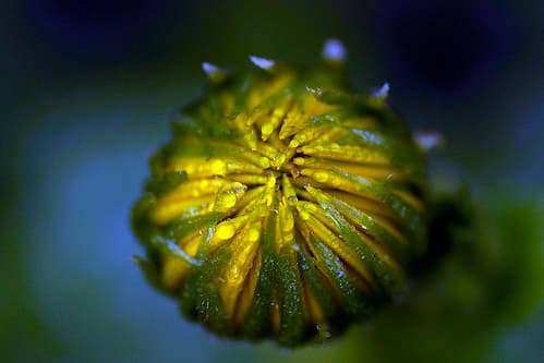 Flickr photo
